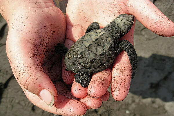 Baby Turtle in Gentle Hands Wall Art