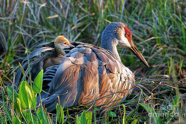 Fl Wall Art featuring the photograph One Last Peak 12 Of 12 by Mary Lou Chmura