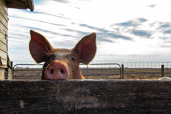 One little piggy by NorthEast Creativity