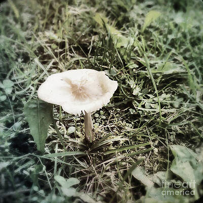 Nature Photograph - One Lonely Mushroom by Onedayoneimage Photography