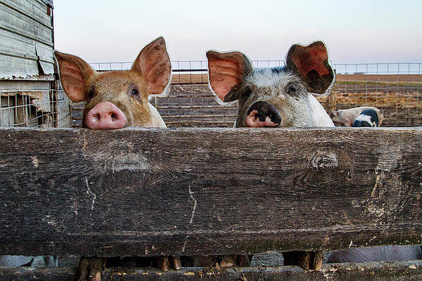 One piggy, two piggies by NorthEast Creativity