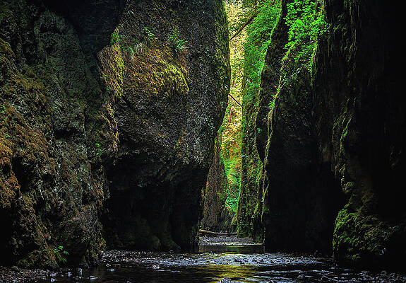 Moody Photograph - Oneonta Gorge In Summer, Oregon by Abbie Warnock