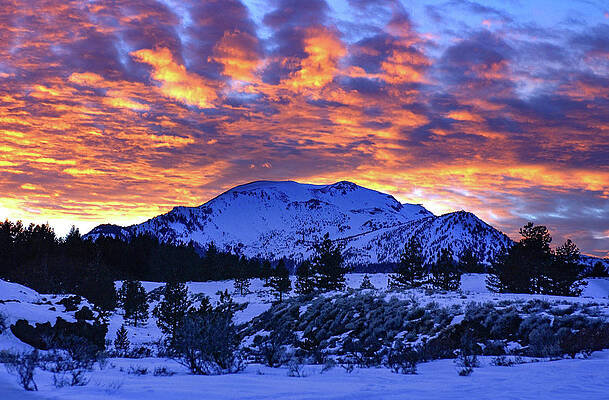 Tree Photograph - Mammoth Mountain - Opalescent Sunset by Bonnie Colgan