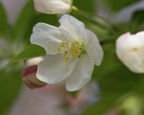 Photograph - Open Crabapple Flower by Robert Allen Hill