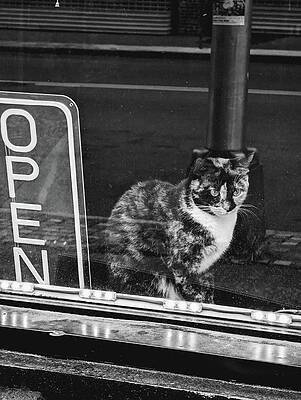 Black And White Wall Art featuring the photograph Open For Claw-some Adventures by Annalisa Rivera-Franz