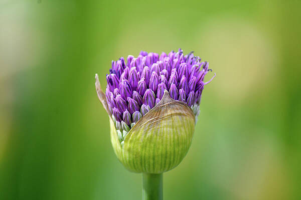Opening Garlic flower by Andrew Lalchan