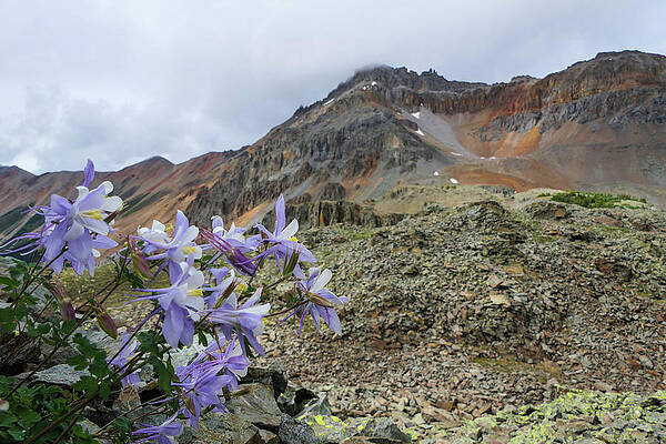 Mountain Photograph - Ophir Columbines by Sunniye Buesing