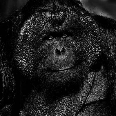 Wall Art featuring the photograph TITAN Orang 52A by Sally Fuller