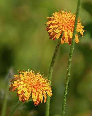 Wall Art featuring the photograph Orange Agoseris Wildflower Blossoms by Nancy Gleason