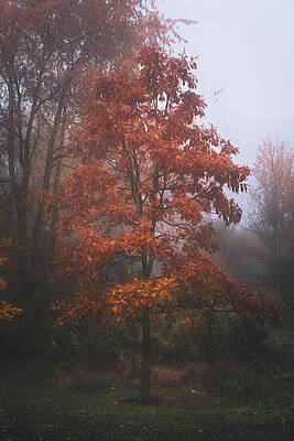 Solitary Autumn Tree in Mist Wall Art