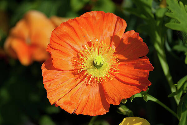 Spring Wall Art featuring the photograph Orange Beauty by Tatiana Travelways
