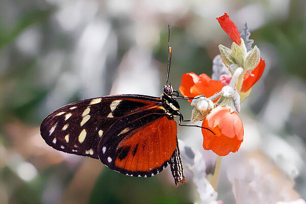 Wall Art featuring the photograph Orange Bells - Golden Longwing On Apricot Mallow by KJ Swan