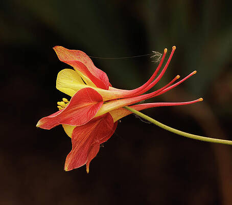 Wall Art featuring the photograph Orange Colombine by Jean Noren