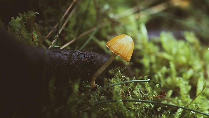 Raw Photograph - Orange Delight by Scott Lyons