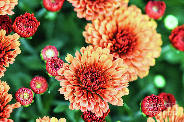 Garden Photograph - Bright Orange Chrysanthemum Flowers Close Up by Abigail Diane Photography