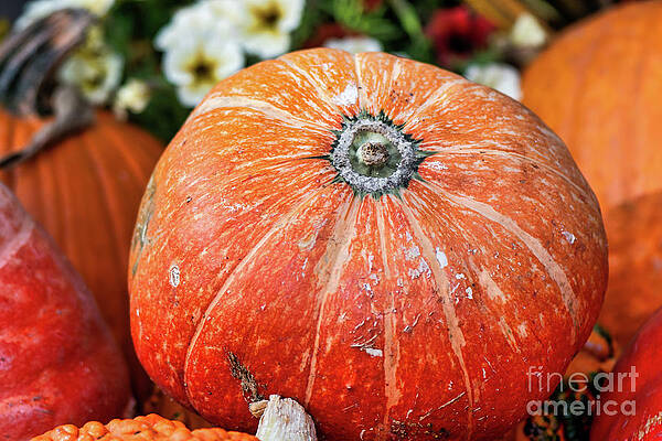 Garden Photograph - Orange Harvest Pumpkin by Abigail Diane Photography