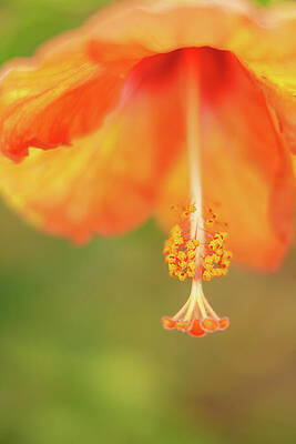 Hawaii Wall Art featuring the photograph Orange Hibiscus Blossom In Hawaii by Nancy Gleason