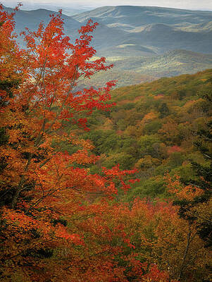 Wall Art featuring the photograph Orange On The Blue Ridge by Dodie Ross