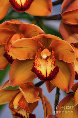 Beautiful Photograph - Beautiful Exotic Orange And Red Orchid by Abigail Diane Photography