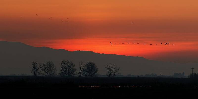 Wildlife Wall Art featuring the photograph Orange Skies - Merced National Wildlife Refuge by KJ Swan