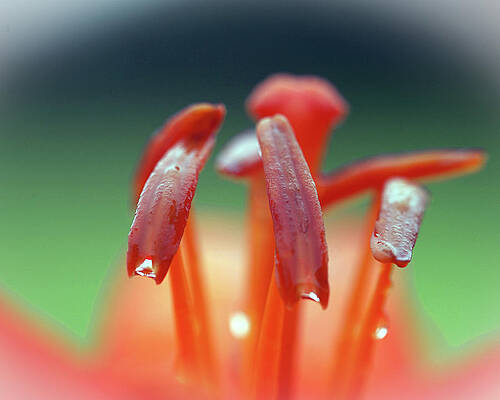 Photograph - Orange Stamen by Robert Allen Hill