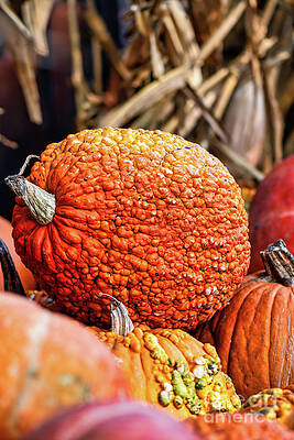 Garden Photograph - Orange Textured Pumpkin by Abigail Diane Photography