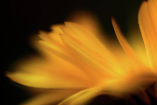 Impressionism Photograph - Orangesque by Ursula Abresch