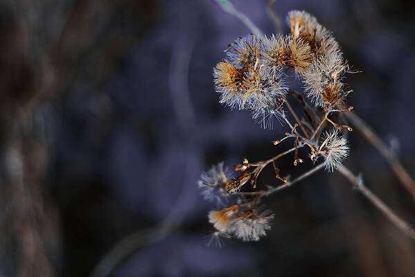 Wall Art featuring the photograph Orbiting The Euphrates by Gian Smith