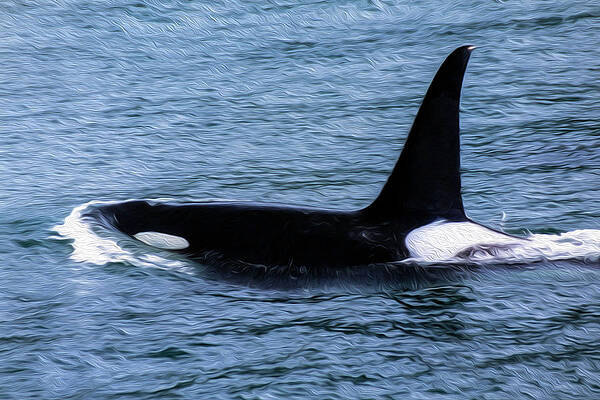 Photograph - Orca 26A by Sally Fuller