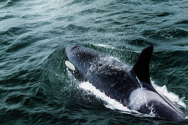 Photograph - Orca 28A by Sally Fuller