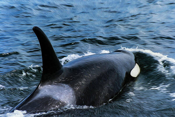 Photograph - Orca 30A by Sally Fuller