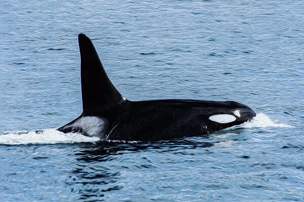 Photograph - Orca 7A by Sally Fuller