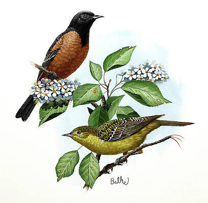 Orchard Oriole Print