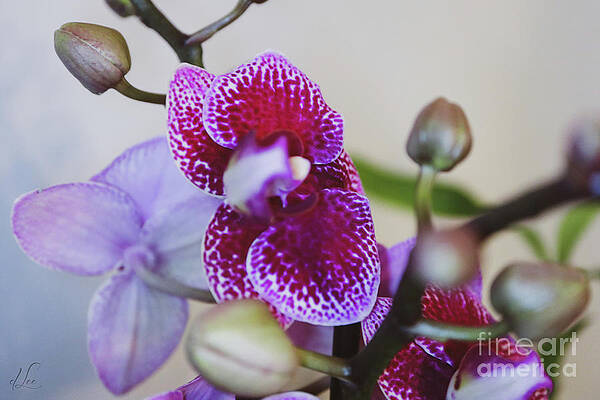 Natural Photograph - Orchid Abundance by D Lee