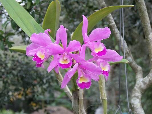 Pretty Photograph - Cattleya Orchid by Doreen Rosselli