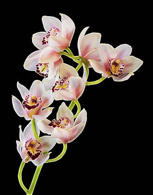 Flower Photograph - Orchid Flower Cluster by Susan Candelario