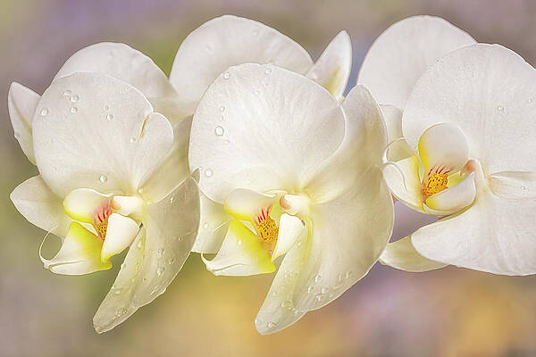 Summer Photograph - Orchid Flower Clusters by Susan Candelario