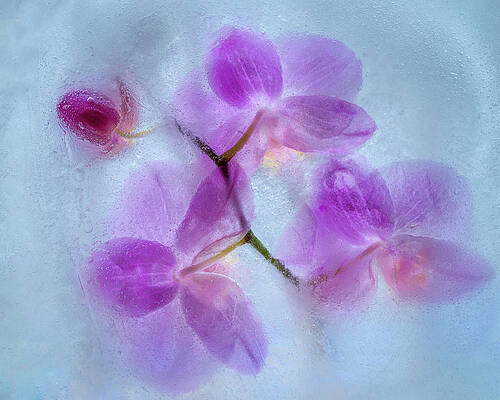 Flower Wall Art featuring the photograph Orchid Flowers In Blue Ice by Elvira Peretsman