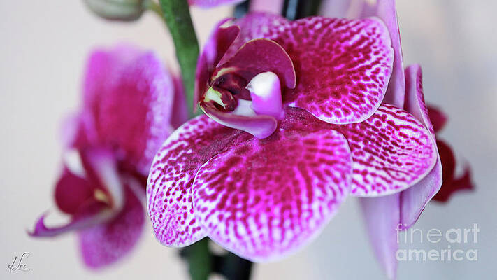 Natural Photograph - Orchid In Bloom by D Lee