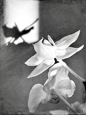 Orchid and Shadow Wall Art
