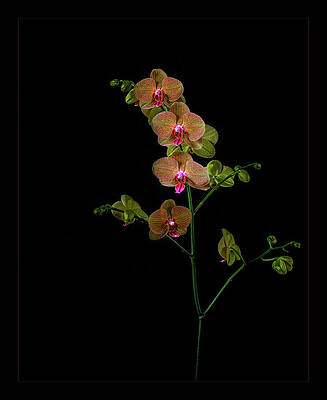 Elegant Orchid on Dark Background Wall Art