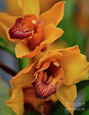 Wall Art featuring the photograph Orchids Yellow And Red by Abigail Diane Photography