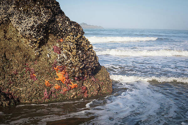 Oregon Wall Art featuring the photograph Oregon Coast Study No. 3004 by Jonathan Babon