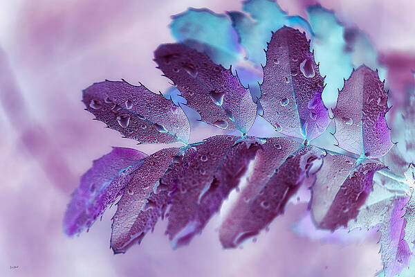Wall Art featuring the photograph Oregon Grape Holly by Bruce Block