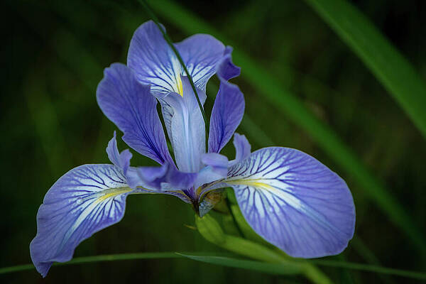 Wall Art featuring the photograph Oregon Iris In A Pacific Northwest Wetland by Nancy Gleason