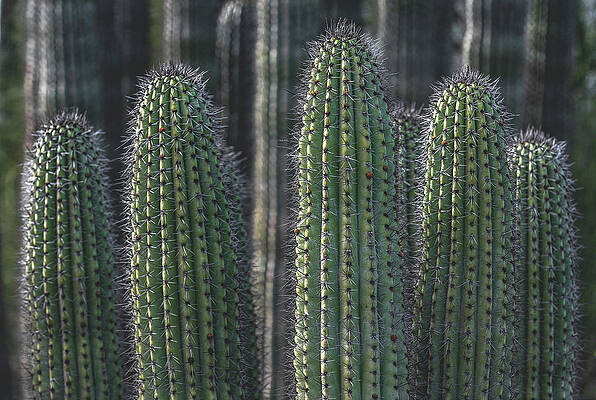 Beautiful Photograph - Organ Pipe Cacti, Arizona by Abbie Warnock