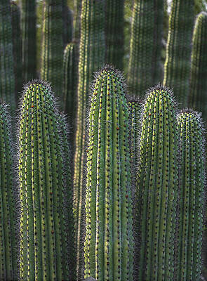 Beautiful Photograph - Organ Pipe Cacti - Vertical by Abbie Warnock