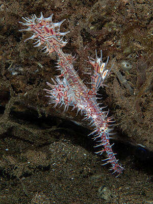 Fish Photograph - Ornate Ghost Pipefish by Brian Weber