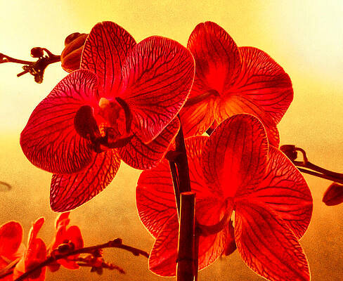 Vibrant Red Orchids at Sunset Wall Art