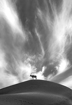Oryx on a Desert Hill Photograph